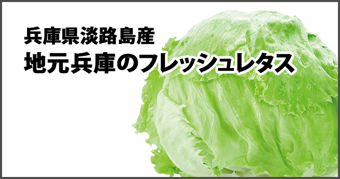兵庫県淡路島産地元兵庫のフレッシュレタス