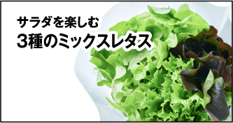3種のミックスレタス