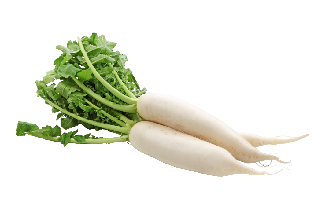 大隅半島育ちのだいこん